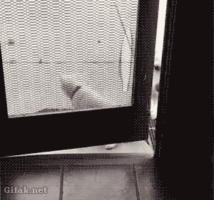 Cười “thả ga” trong ngày đầu tuần với chùm ảnh động siêu hài hước - 5