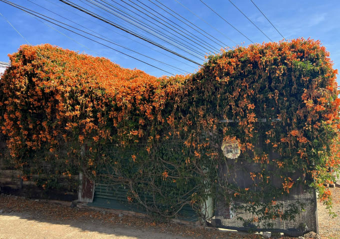 Hoa xác pháo leo hình ống, dài dài nhìn tựa như quả ớt với 4 cánh mềm mỏng, hơi cong cong ở đầu, dài khoảng 7,5cm. Sắc hoa màu vàng cam rực rỡ, hoa bóng mượt, nên rất bắt mắt.