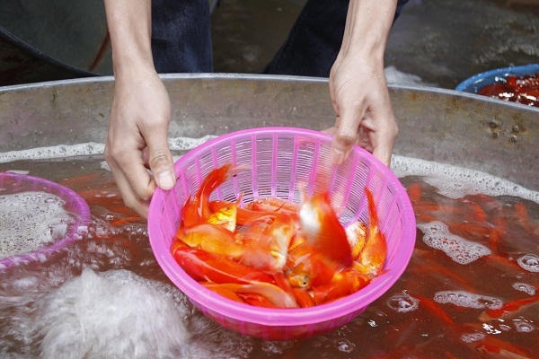 Ảnh: Như Trường.