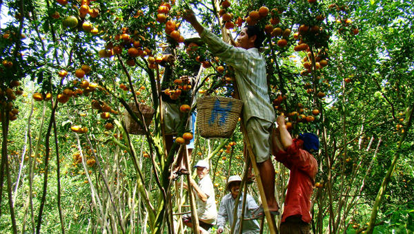 Việt Nam được thiên nhên ưu đãi, sản vật nông nghiệp phong phú.