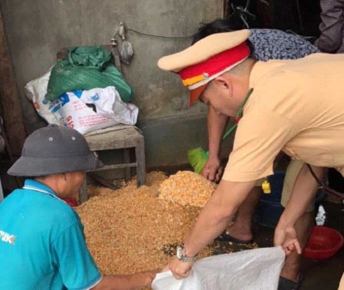 Ngô được đóng vào các bao tải cho nhà xe sau khi thu gom.
