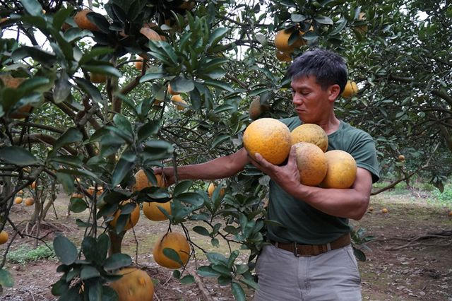 Vui mừng vì vụ bưởi được mùa lại được giá nhưng người dân Phú Diễn lại đang vất vả giữ bưởi trước nạn trộm cắp. Chủ vườn phải dùng nhiều biện pháp, canh gác cả ngày lẫn đêm.