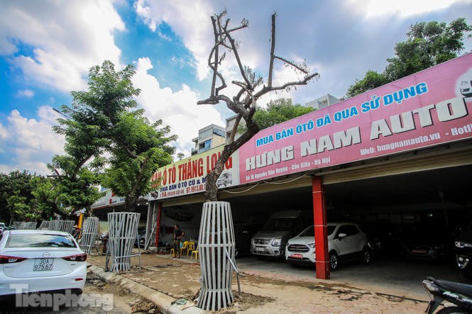 Nhiều cây sưa 'tiền tỷ' trên đường phố Hà Nội dần chết khô trong bọc sắt - ảnh 3