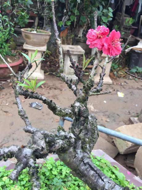 Đạc biệt đào Thất Thốn rất ít hoa nở cùng thời điểm, một cây thường chỉ 3-4 bông nở một lúc