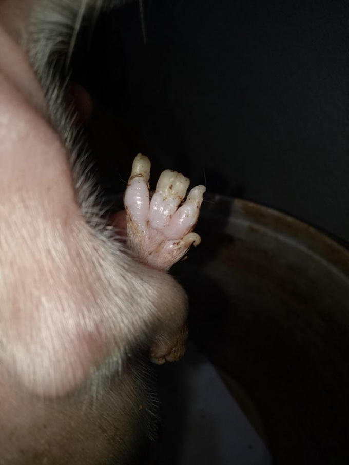 Chú lợn con kỳ dị được bàn tán trong thời gian gần đây.