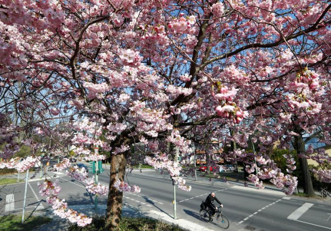 Hoa anh đào thi nhau khoe sắc dưới ánh nắng mặt trời tại Berlin, Đức