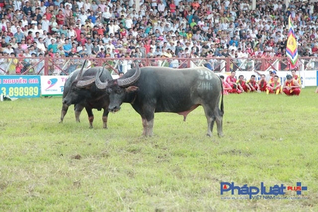 Lễ hội chọi Trâu Đồ Sơn 2016: Kết quả bất ngờ từ trận chung kết