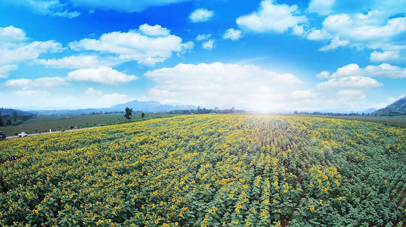 Cánh đồng hoa hướng dương bung nở 