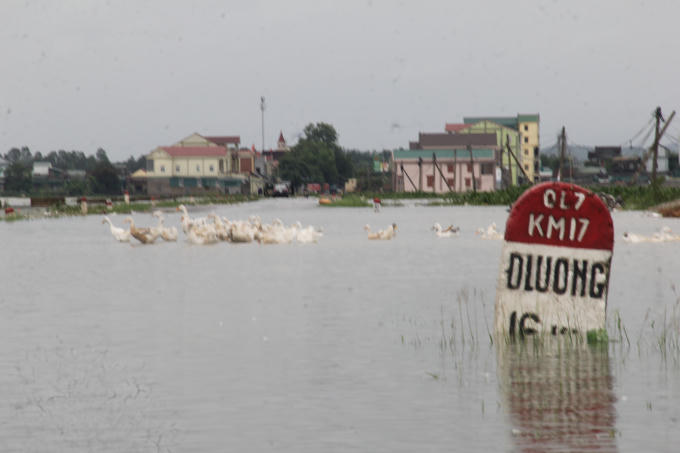Quốc lộ 7 chìm sâu trong nước lũ.