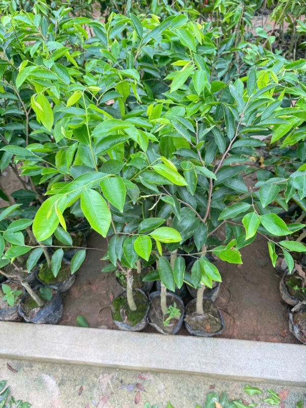 Tổ chức kiểm tra, rà soát toàn bộ hoạt động nhập khẩu, lưu thông, kinh doanh, lưu giữ, sử dụng giống cây trồng lâm nghiệp. (Ảnh: Cục Lâm nghiệp và Kiểm lâm)