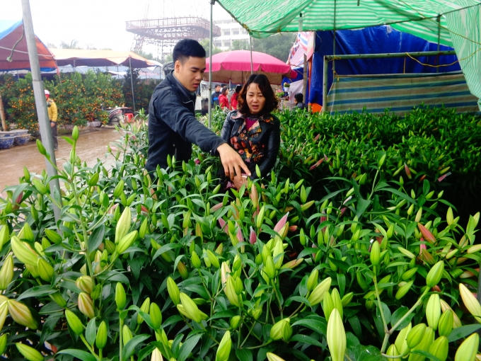 Mặc dù thời tiết thất thường nhưng vẫn có những cành Ly đẹp phục vụ nhu cầu Tết.