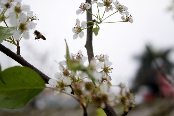Giá của những cành hoa Mắc cọp này có giá giao động từ 500 nghìn đồng cho tới hơn một triệu đồng/cành.  Ảnh: Như Trường.