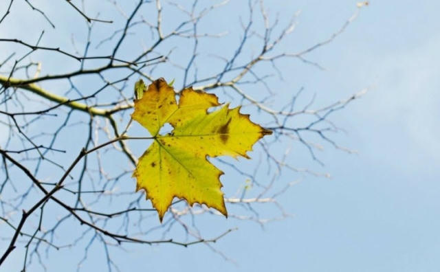 Truyện ngắn: Người cậu bị lãng quên giữa đời dâu bể