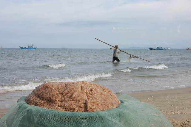 Ruốc biển đều đạt chỉ số an toàn