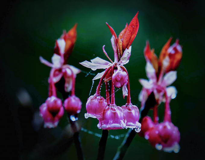 Nhìn ngắm những bông đào chuông nhỏ nhắn khẽ rung trong sương sớm ban mai tựa như làn môi quyến rũ của những thiếu nữ độ trăng rằm là một thú vui và đam mê của nhiều tay máy cừ khôi.