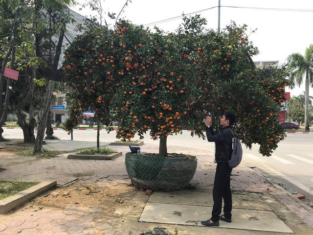 Quýt cổ thụ giá khoảng 100 triệu được chào bán tại TP Vinh.