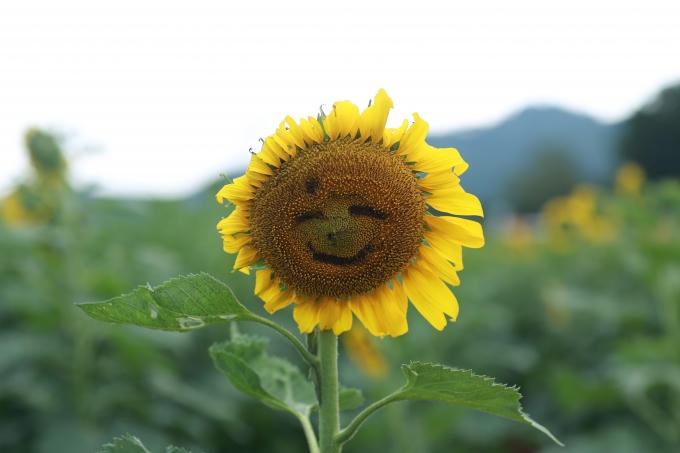 Năm nay, để phục vụ tốt hơn cho người du lịch, công ty TH đã mở rộng diện tích trồng hoa lên 60ha. Các cây hoa cũng được trồng không quá cao, nở luân phiên từ giữa tháng 11 đến tháng 12