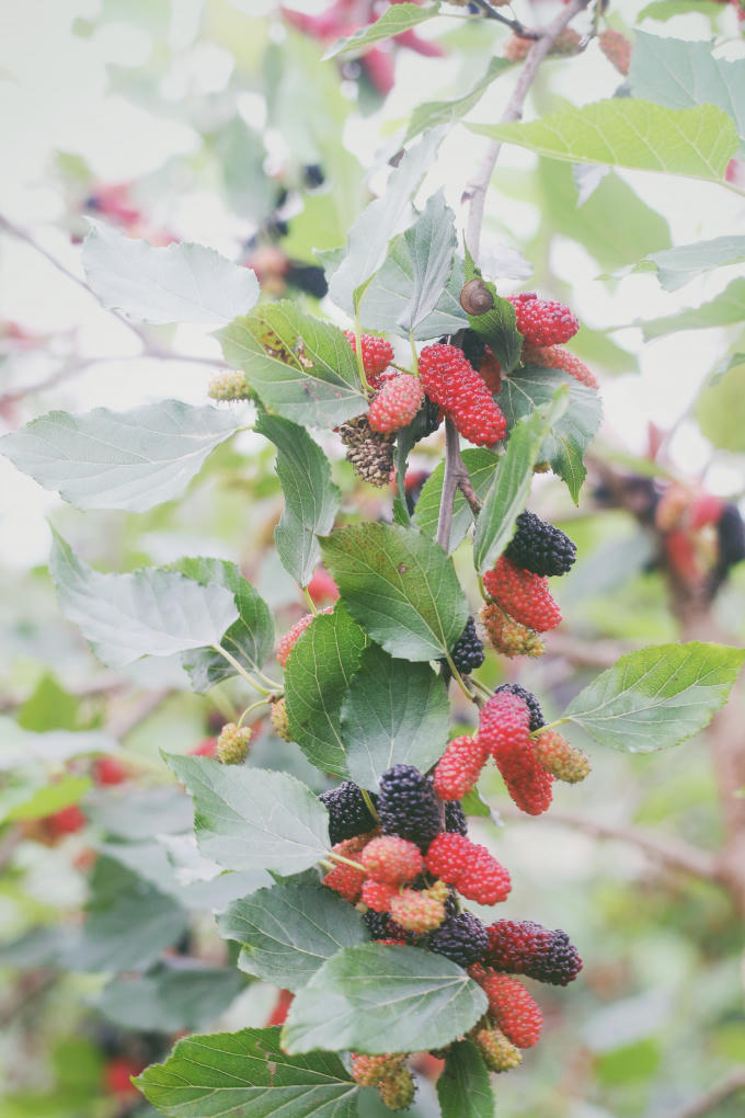 Dâu tằm ngắn mùa, chỉ có thể thu hoạch trong 3 – 4 tuần nên người nông dân và người thu mua rất nâng niu, trân trọng.