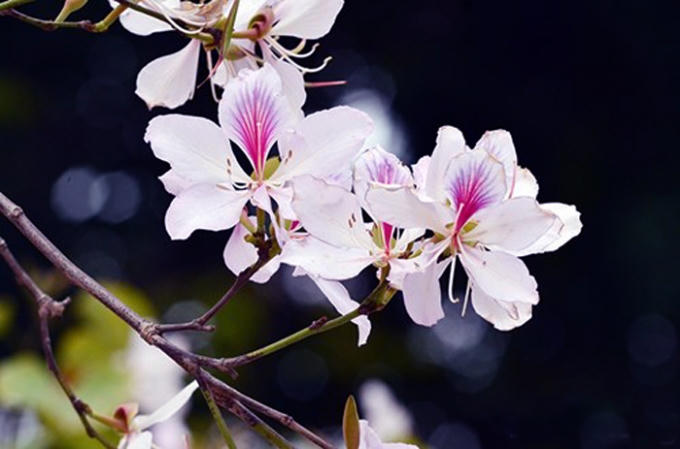 Đến Điện Biên du khách không khỏi đắm say trong hương rượu ngô nồng đượm, mà còn vì sắc hoa Ban rực rỡ. Ảnh: Internert