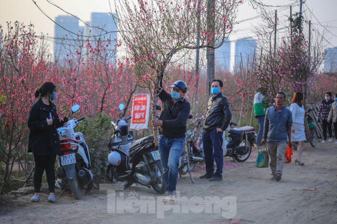 Đào bung nở, làng Nhật Tân nghẽn lối vào ngày cận Tết - ảnh 15