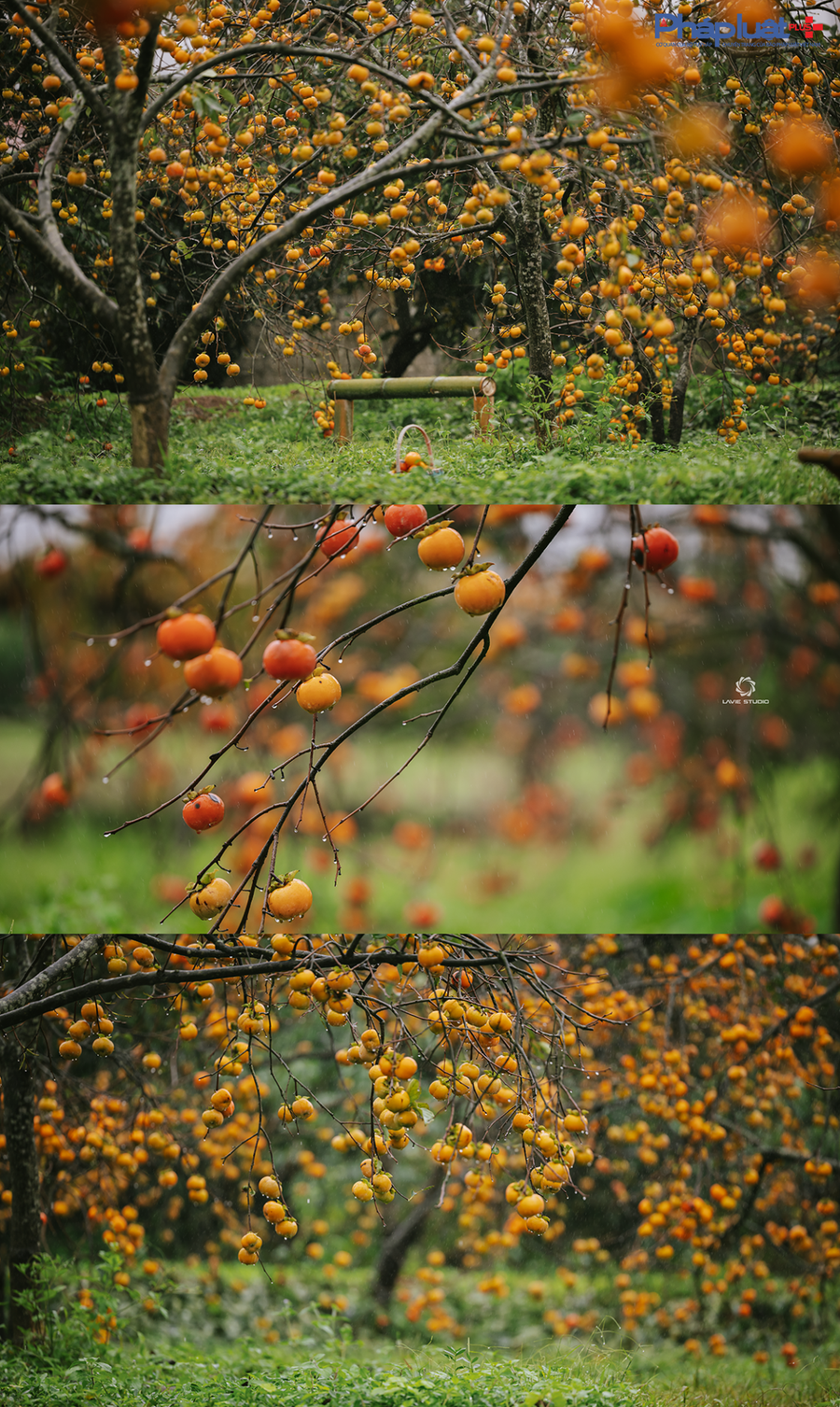 Mỗi một vườn hồng với số lượng hàng chục cây cùng trổ quả và chuyển màu tạo nên dấu ấn đặc sắc cho cảnh quan nơi đây.