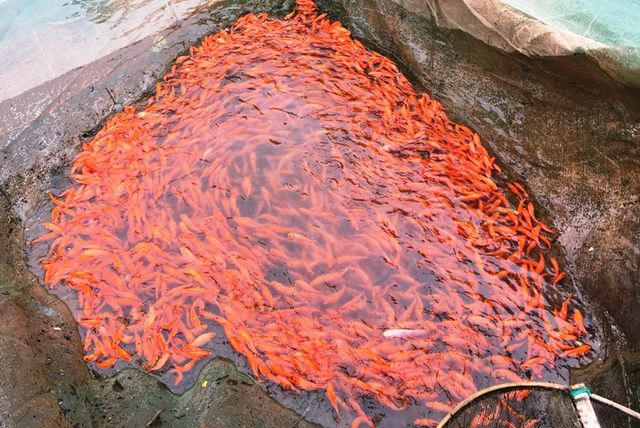 Thường vào khoảng tháng 7, tháng 8, người nuôi bắt đầu thả cá. Cá chép giống khi thả chỉ bằng nửa đốt ngón tay, sau 4 - 5 tháng to khoảng hai đến ba ngón tay là vừa đẹp để thu hoạch.