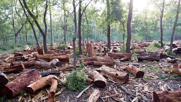 Cán bộ bảo vệ rừng bị tố cáo phá rừng nguyên sinh. Ảnh minh họa.