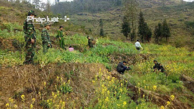 Đồn biên phòng Lũng Cú và lực lượng chức năng địa phương đang tổ chức nhổ cây thuốc phiện tại nương của gia đình ông Phứ.
