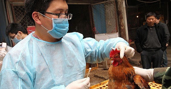 Ca mắc cúm A/H9 đầu tiên tại Việt Nam được phát hiện tại Tiền Giang. Ảnh minh họa