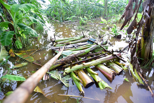 Chiếc bè chuối - phương tiện đi lại của gia đình Lương mùa nước lên.