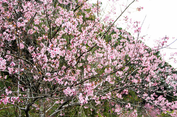 Hoa nở trắng đẹp như mùa xuân tỏa nắng.