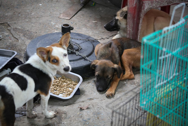 Những chú chó lớn hơn thì được xích lại nằm chờ di chuyển đi nơi khác.