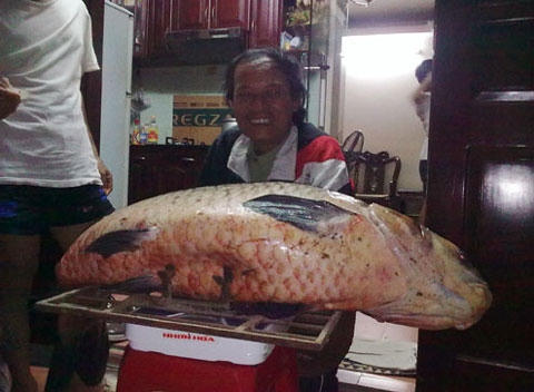 Năm 2011, ông Nguyễn Tiến Bái (Tây Hồ, HN) bắt được con cá trắm đen nặng 56kg, dài 1,3m tại một hồ thuộc huyện Đông Anh.