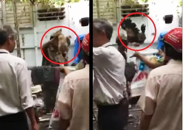 Đoàn kiểm tra của phường 15, quận Tân Bình, bẻ khóa vào nhà dân bắt 9 con gà Đông Tảo để tiêu hủy (ảnh cắt từ clip)