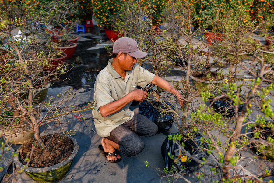 Ngoài ra tại Hội chợ cũng được bày bán nhiều mai vàng nhập từ các tỉnh phía Nam.