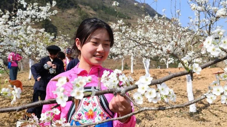 Vào mùa xuân, những bông hoa đào và hoa lê nở rộ trên Cao nguyên đá Đồng Văn thu hút nhiều du khách.