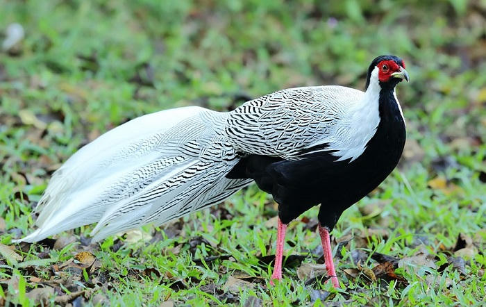 ga_loi-1671441930418