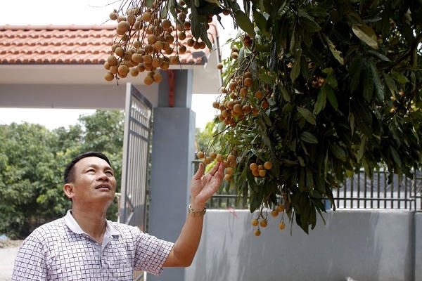 Ông Nguyễn Thanh Oai, chủ tịch UBND xã Hàm Tử khẳng định không có chuyện người dân dùng lưu huỳnh để ủ cho nhãn mã sáng, quả vàng.