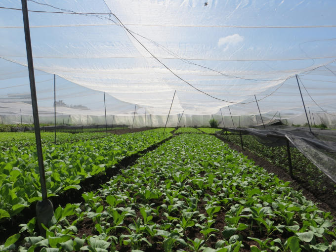 Đầu tư nông nghiệp công nghệ cao vẫn rời rạc.