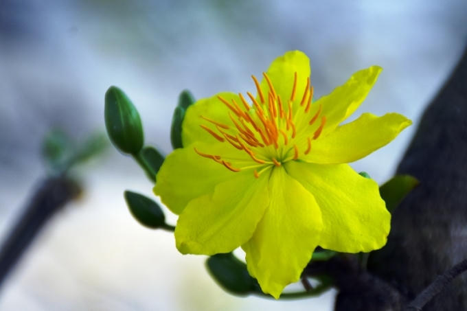 Tưng bừng hội chợ hoa Tết Đ&agrave; Nẵng