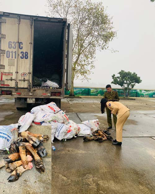 Tổ công tác CSGT bàn giao số chân trâu, bò cho lực lượng QLTT.