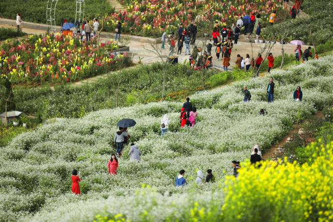 Gọi Fansipan là thiên đường hoa cũng không sai, bởi ai tới đây cũng không khỏi bâng khuâng xao xuyến trước không gian căng tràn nhựa sống của những cánh đồng hoa ngút tầm mắt. Nhưng Fansipan còn cho du khách nhiều trải nghiệm độc đáo hơn thế. 