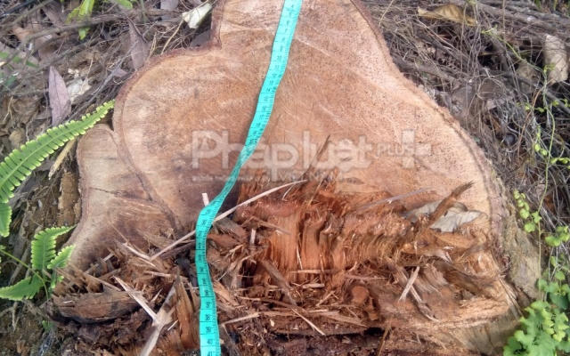 Cận cảnh tan hoang hiện trường rừng phòng hộ ở Yên Bái