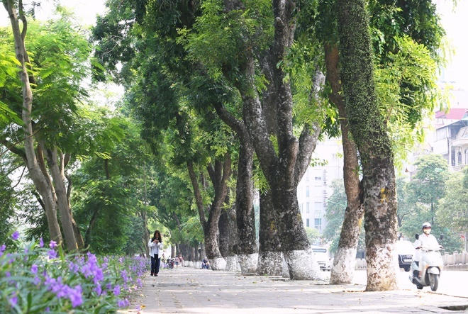 Ngày 16/9/2016, 109 cây xanh ven hồ Thủ Lệ (Hà Nội) trong đó có 24 cây xà cừ cổ thụ bắt đầu được di chuyển để nhường chỗ cho công trình tàu điện ngầm.