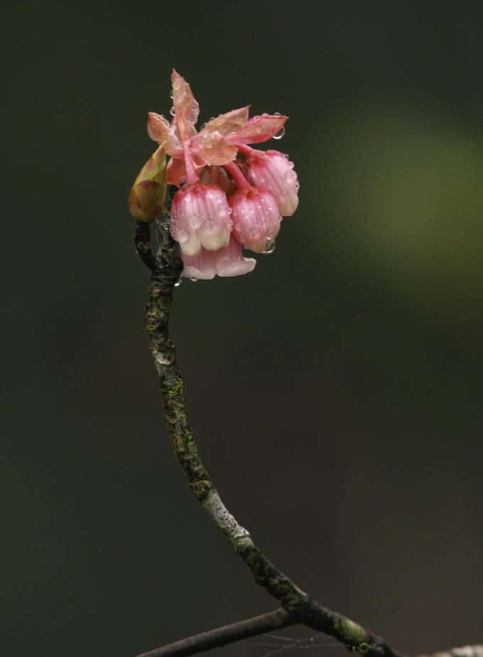 Hoa đào chuông đã có tại Bà Nà từ rất lâu. Loài hoa này vốn mọc trên những vùng núi cao có khí hậu mát mẻ và sương mù như khu vực Núi Chúa và Bạch Mã.