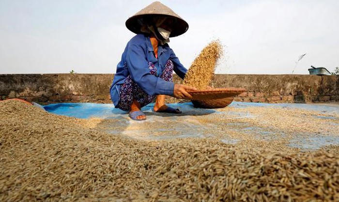 COVID-19 sẽ gây ảnh hưởng không nhỏ đối với lương thực toàn cầu. Ảnh: Reuters
