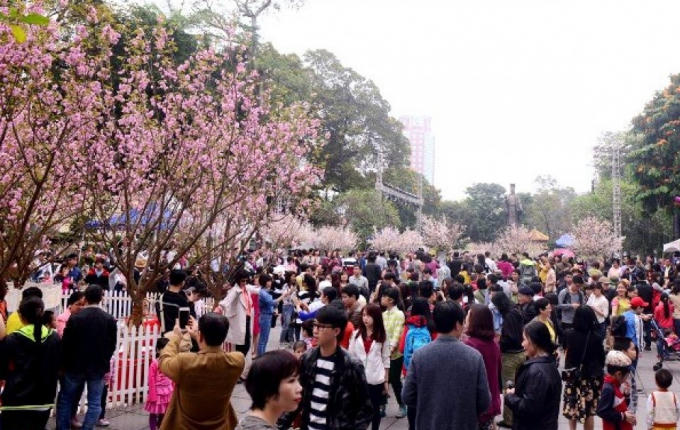 Đông đảo người dân tham gia Lễ hội Hoa anh đào tại Vườn hoa Lý Thái Tổ năm 2016. (Ảnh: Zing.vn)