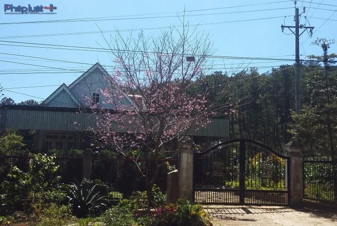 Chỉ khoảng 20 ngày nữa là TP Đà Lạt được choàng tấm "áo hồng" tuyệt đẹp này.