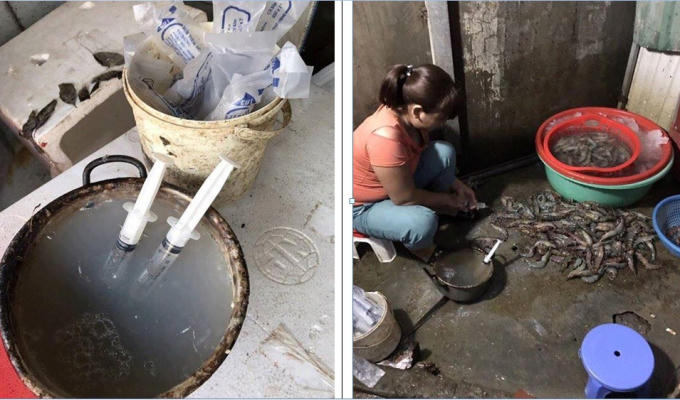 Cơ sở bị lực lượng bắt quả tang khi đang bơm tạp chất vào tôm.