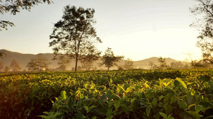 Biển hồ chè: Biển hồ chè là địa điểm bạn không nên bỏ qua khi đặt chân tới Pleiku. Địa điểm có sự kết hợp giữa hồ nước thủy lợi và đồi chè xanh ngát. Bất cứ du khách nào đến đây đều có cảm giác thoải mái, bình yên khi đứng giữa vườn chè thênh thang, tận hưởng làn gió mát rượi và không khí trong lành nơi đây. Ảnh: Huyen Chen.